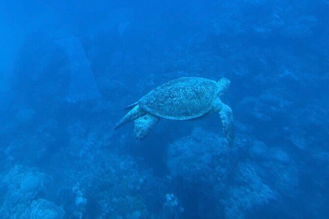 Dahab: Royal Seascope Submarine Guided Boat Tour - Who Will Love This Tour?