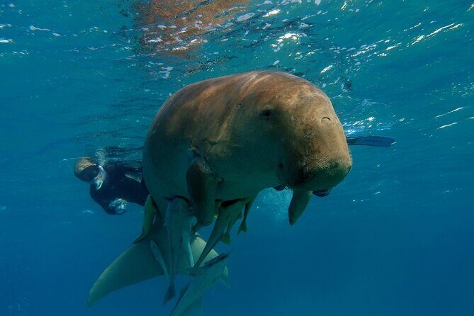 Daily Dive with Dugongs & Turtles at Marsa Mubarak | Marsa Alam - Key Points