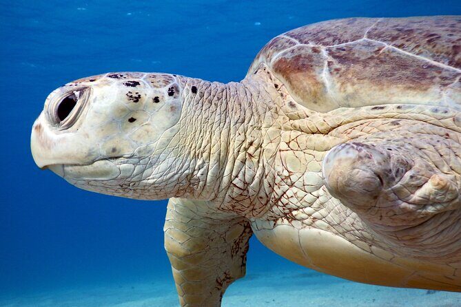 Daily Dive with Dugongs & Turtles at Marsa Mubarak | Marsa Alam - Why the Marine Life Is Special Here