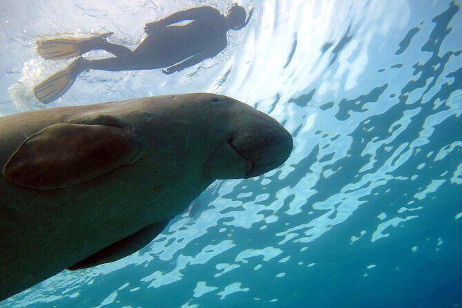 Daily Dive with Dugongs & Turtles at Marsa Mubarak | Marsa Alam - What Reviews Tell Us: Authentic Perspectives
