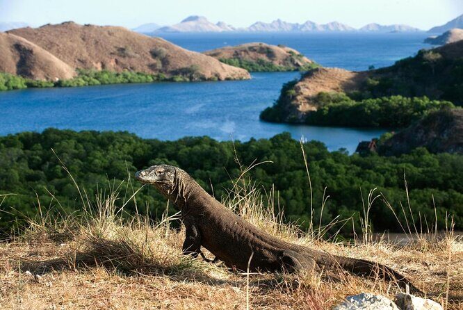 Daily Trip Highlight Komodo Archipelago by Speed Boat - Key Points