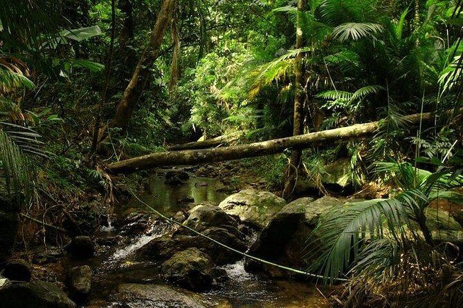 Daintree Discovery Centre Family Pass Ticket - Insights from Visitors’ Reviews