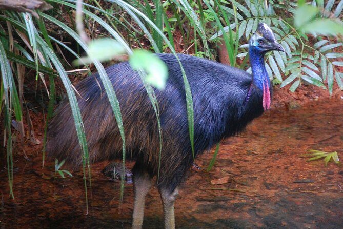 Daintree Discovery Centre Single Pass - The Sum Up