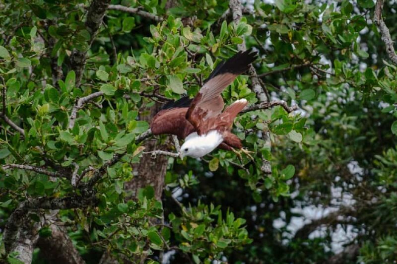 Daintree: Guided Daintree River Wildlife Cruise - Key Points