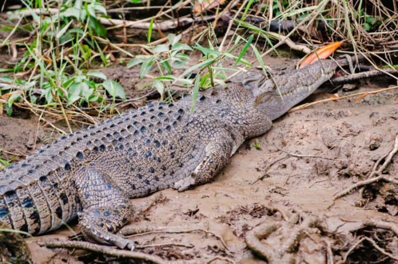 Daintree: Guided Daintree River Wildlife Cruise - An In-Depth Look at the Daintree River Wildlife Cruise