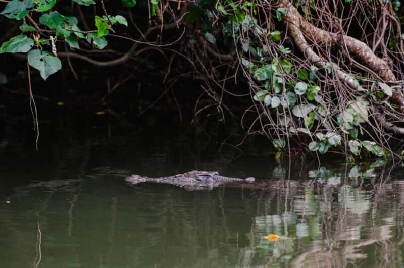 Daintree: Guided Daintree River Wildlife Cruise - The Sum Up: Who Will Love This Tour?