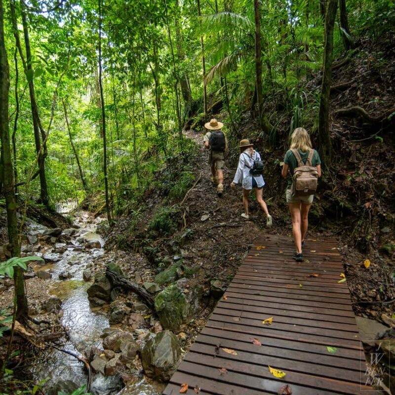Daintree Rainforest: Magic Waterfall Walk with Lunch & Swim - Exploring the Daintree Rainforest: A Waterfall Walk with Lunch & Swim