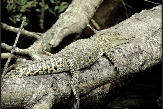 Daintree Rainforest, Mossman Gorge Small-Group from Port Douglas - Practical Tips for Travelers