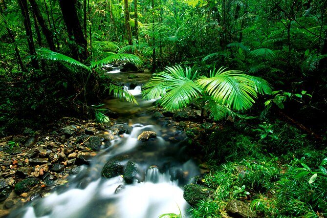 Daintree Rainforest, Mossman Gorge Small-Group from Port Douglas - Why This Tour is Worth Considering