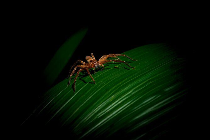 Daintree Rainforest Night Walk in Cape Tribulation - Key Points