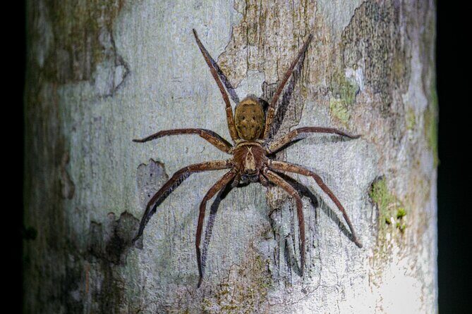 Daintree Rainforest Night Walk in Cape Tribulation - An Overview of the Experience