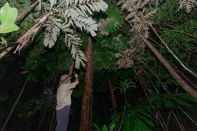 Daintree Rainforest Night Walk in Cape Tribulation - What to Expect on the Night Walk