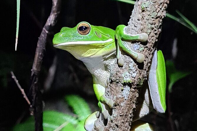 Daintree Rainforest Night Walk in Cape Tribulation - Practical Info for Travelers