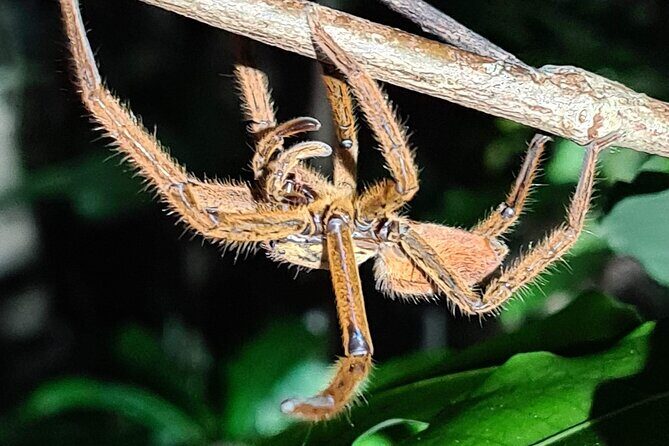Daintree Rainforest Night Walk in Cape Tribulation - Who Will Love This Tour?