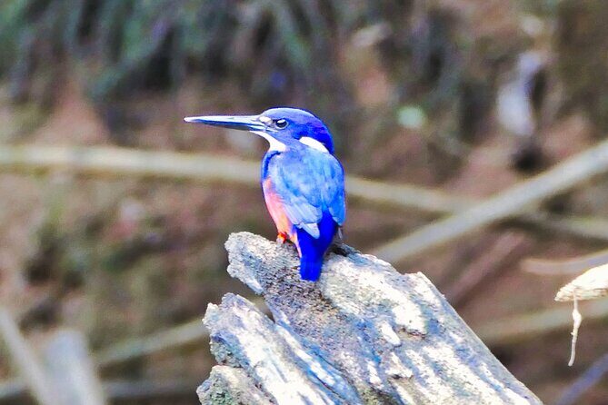 Daintree River Cruise - Key Points