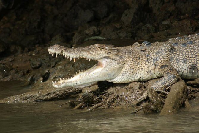 Daintree River Cruise - The Human Touch: Guides and Reviews