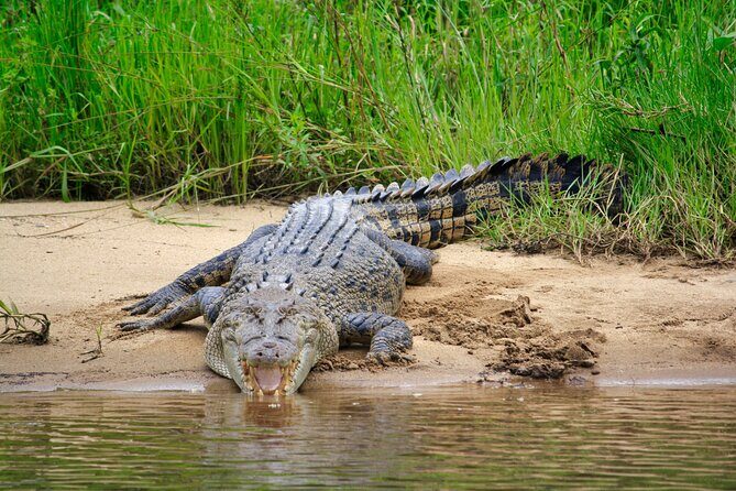 Daintree River Cruise - Who Will Love This Tour?
