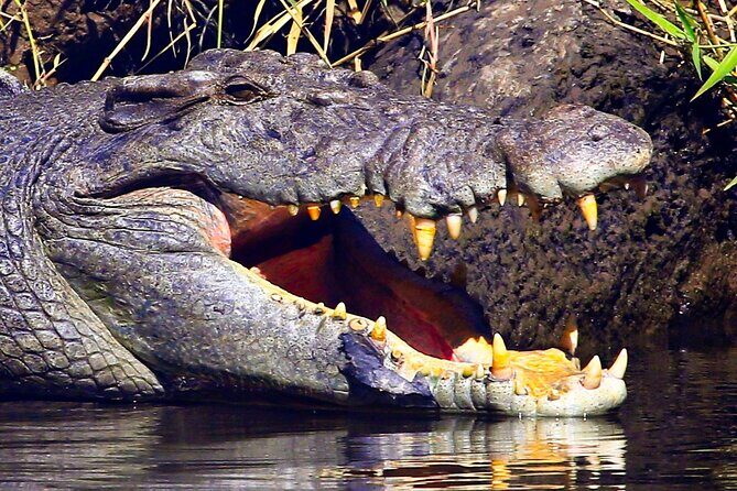 Daintree River Cruise - Final Thoughts on Value and Experience