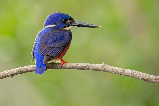 Daintree River 'Dawn' Cruise with the Daintree Boatman - Key Points