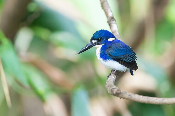 Daintree River 'Dawn' Cruise with the Daintree Boatman - Frequently Asked Questions