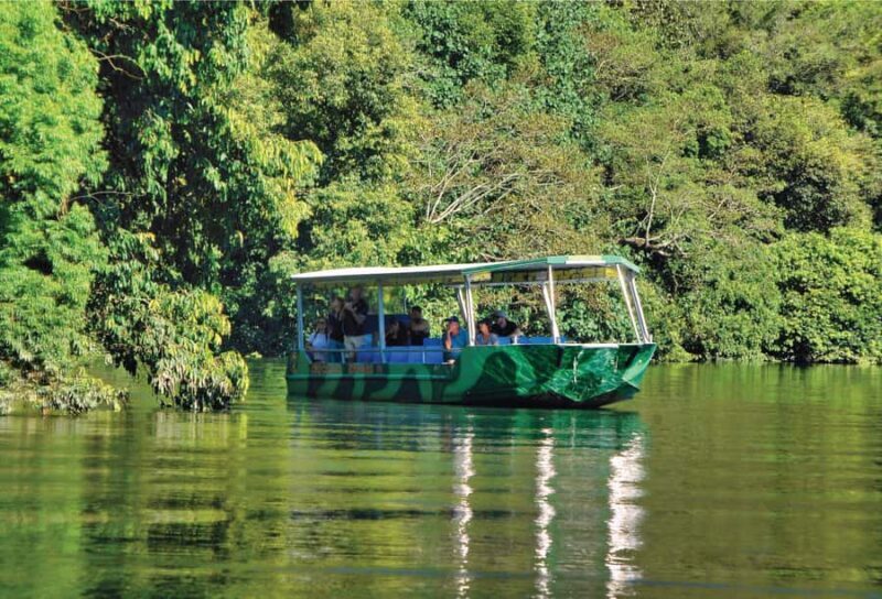 Daintree: River Rainforest Crocodile & Wildlife Cruise (DV) - Exploring the Daintree River: A Naturalists Perspective