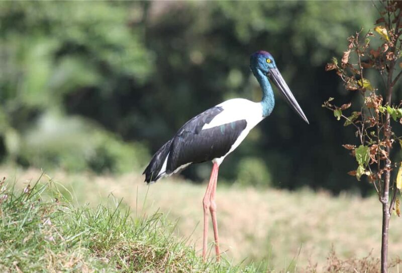 Daintree: River Rainforest Crocodile & Wildlife Cruise (DV) - Practical Details: What to Know Before You Go