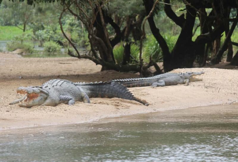 Daintree: River Rainforest Crocodile & Wildlife Cruise (DV) - FAQ