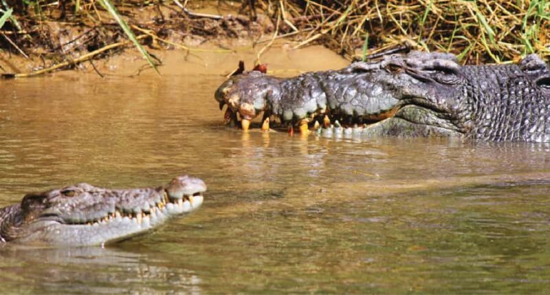 Daintree River Rainforest: Crocodile & Wildlife Cruises (DG) - What to Expect on Your Cruise
