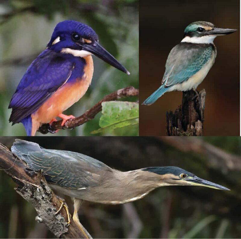 Daintree River Rainforest: Crocodile & Wildlife Cruises (DG) - Practical Details: Costs, Duration, and Booking