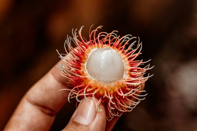 Daintree Sensations - The Authentic Experience and Real Traveler Feedback