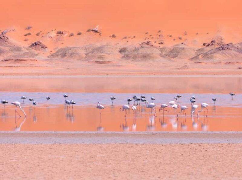 Dakhla: White Dune 4x4 Excursion with Local Nomads - Overall Value: Is It Worth It?