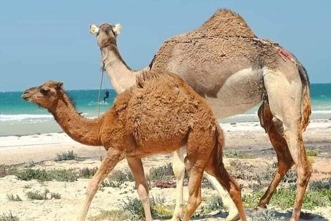 Dakhla White Dune Tour - An Overview of the Dakhla White Dune Experience