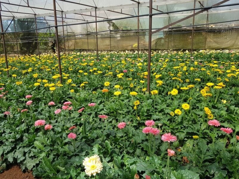 Dalat: Countryside Tour with Silk Village & Elephant Falls - Exploring Dalat’s Natural Beauty and Culture
