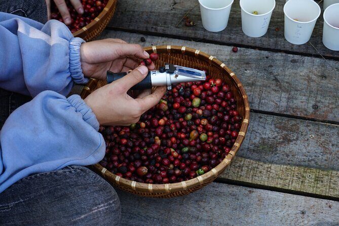 Dalat's countryside|Coffee Plantations Tour beyond Elephant falls - Who Will Love This Tour?