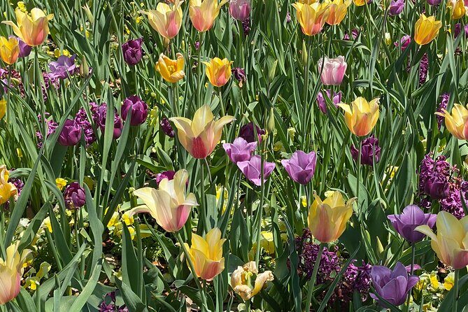 Dallas Arboretum and Botanical Gardens Tour - A Close-Up Look at the Dallas Arboretum and Botanical Gardens Tour