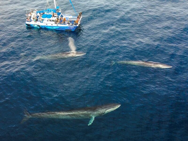 Dana Point Dolphin & Whale Watching With Underwater Viewing - What to Expect on the Dana Point Dolphin & Whale Watching Tour