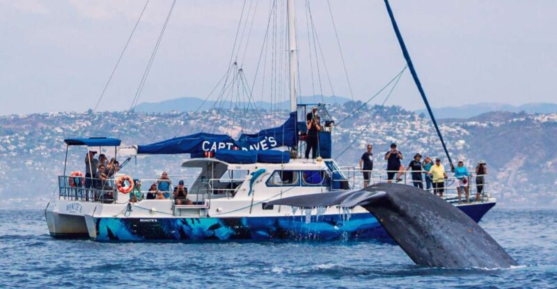Dana Point Dolphin & Whale Watching With Underwater Viewing - The Experience: Pros and Cons