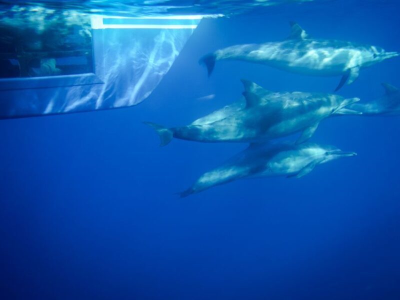 Dana Point Dolphin & Whale Watching With Underwater Viewing - Practical Tips for a Great Experience
