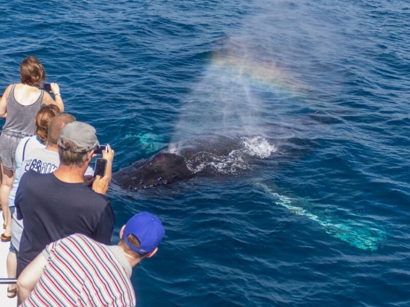 Dana Point Dolphin & Whale Watching With Underwater Viewing - Who Will Love This Tour?