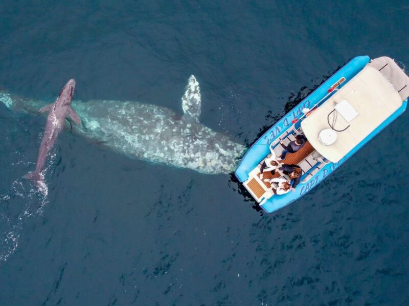 Dana Point Fast & Fun Zodiac-Style Dolphin & Whale Watching - An Introduction to the Experience