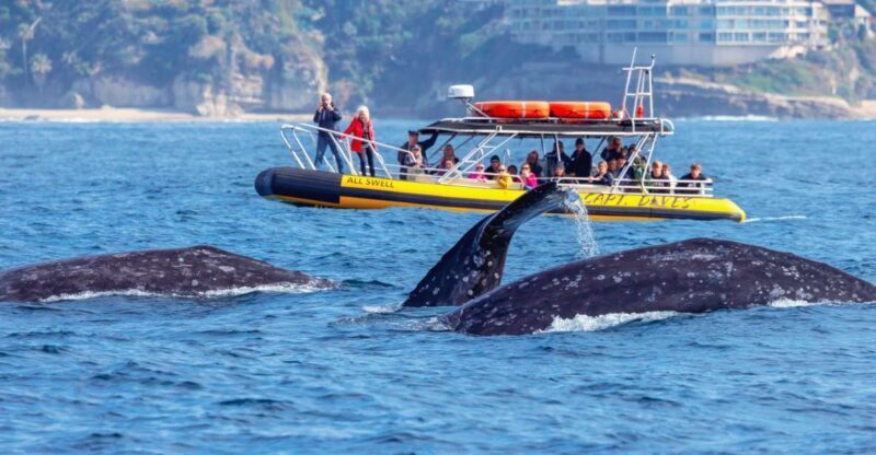 Dana Point Fast & Fun Zodiac-Style Dolphin & Whale Watching - The Itinerary and What to Expect