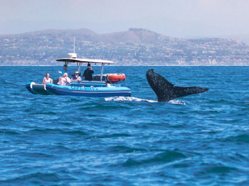 Dana Point Fast & Fun Zodiac-Style Dolphin & Whale Watching - Practical Details and Tips