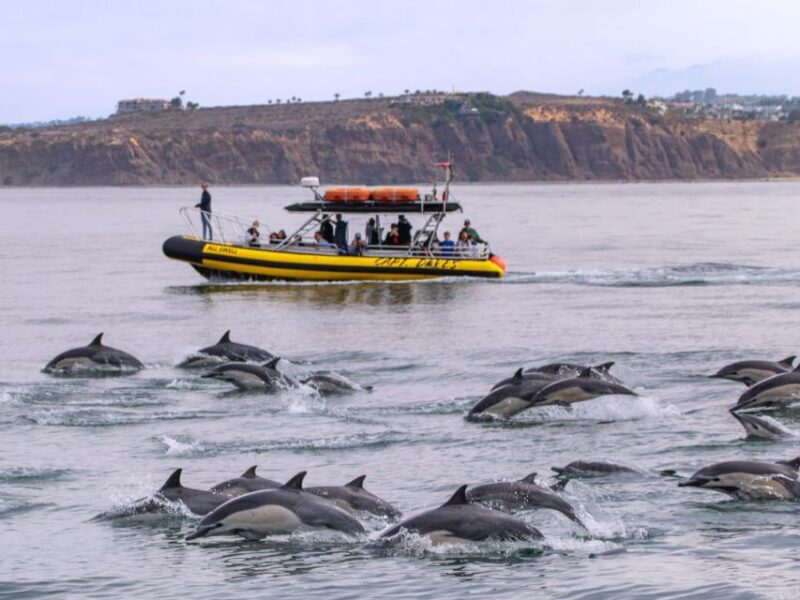 Dana Point Fast & Fun Zodiac-Style Dolphin & Whale Watching - Authentic Reviews and Perspectives