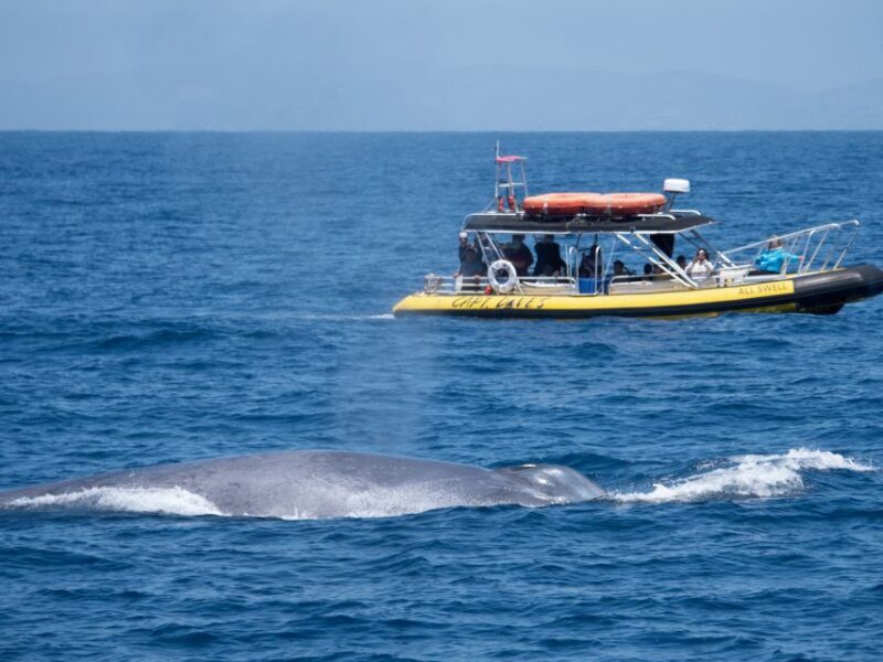 Dana Point Fast & Fun Zodiac-Style Dolphin & Whale Watching - The Sum Up