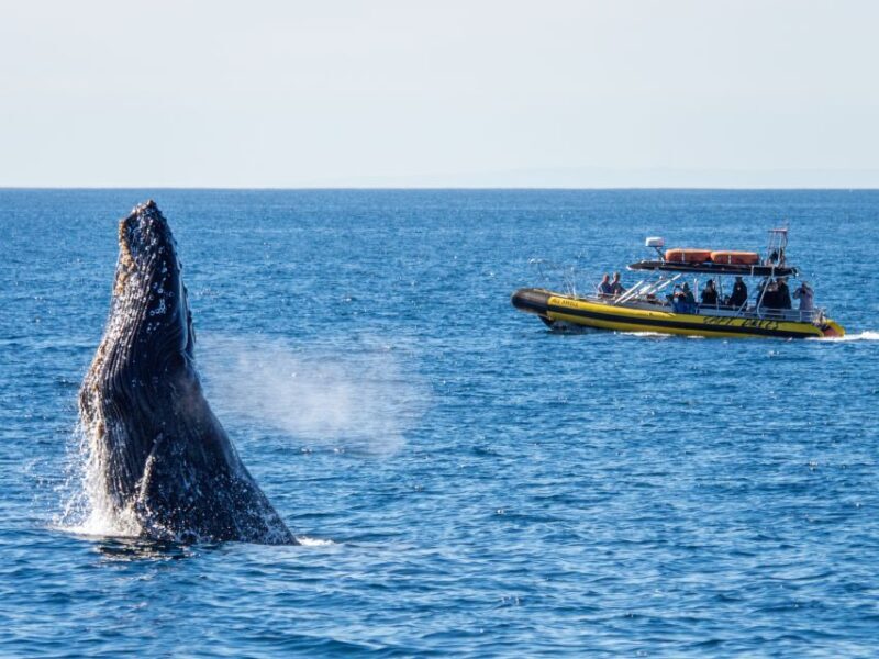 Dana Point Fast & Fun Zodiac-Style Dolphin & Whale Watching - FAQs
