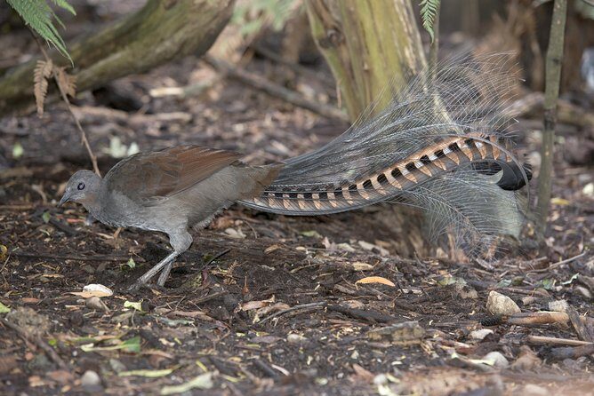 Dandenong Ranges Private Day Tour - Who Will Love This Tour?