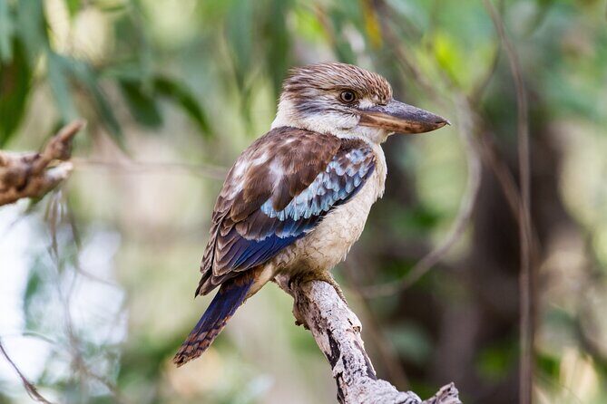 Dandenong Ranges Private Day Tour - FAQ