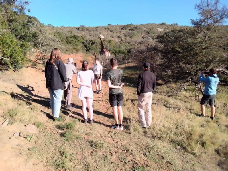 Daniell Cheetah, Addo Elephant and Giraffe Walk Safaris - Key Points