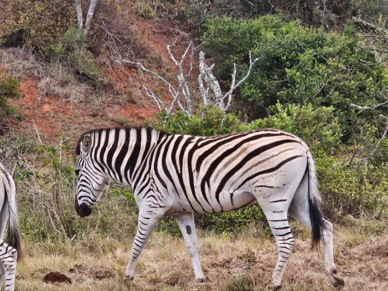 Daniell Cheetah, Addo Elephant and Giraffe Walk Safaris - An In-Depth Look at the Experience