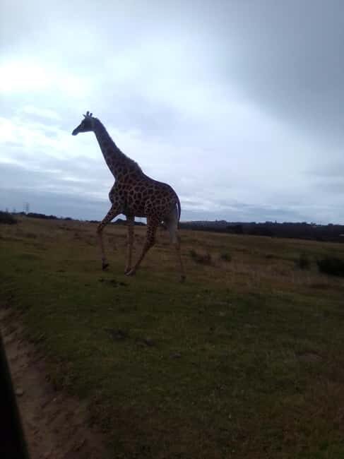 Daniell Cheetah, Addo Elephant and Giraffe Walk Safaris - Final Thoughts: Is It Worth It?